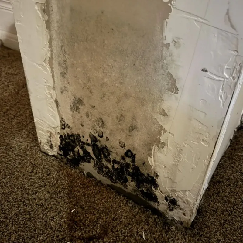 Professional Mold Removal in Canyon, TX